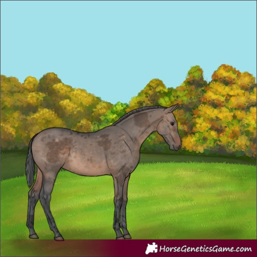 Horse Color:Unknown 