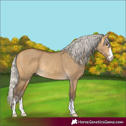 Horse Color:Silver Buckskin Dun Rabicano 