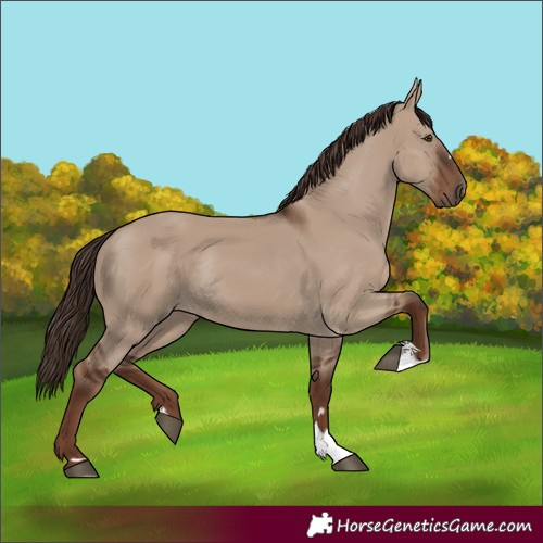 Horse Color:Unknown 