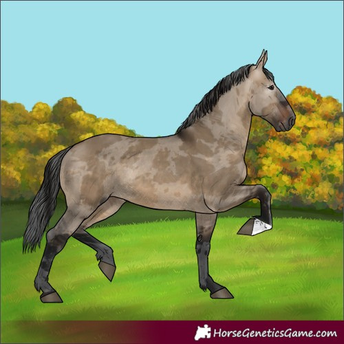Horse Color:Gray Bay Dun Merle Rabicano 