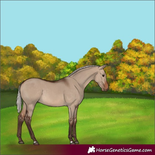 Horse Color:Unknown 