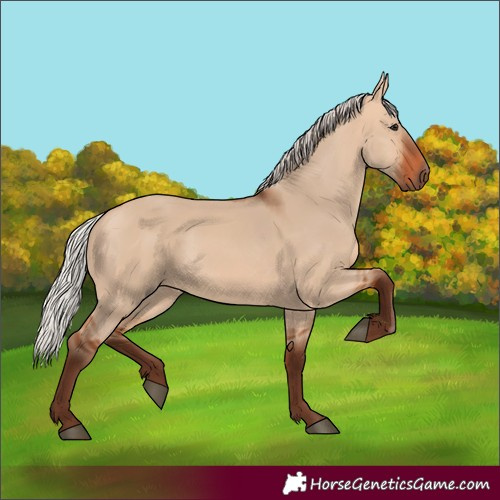 Horse Color:Unknown 