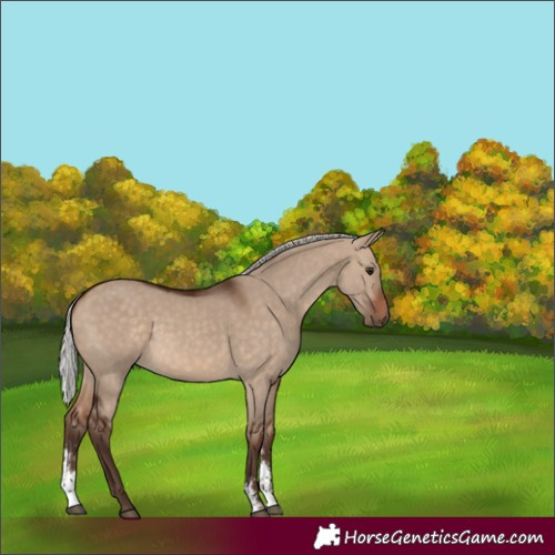 Horse Color:Unknown 