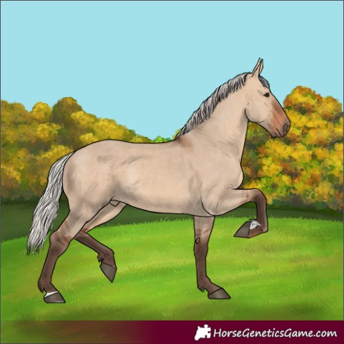 Horse Color:Silver Brown Dun Rabicano 