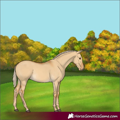 Horse Color:Unknown 
