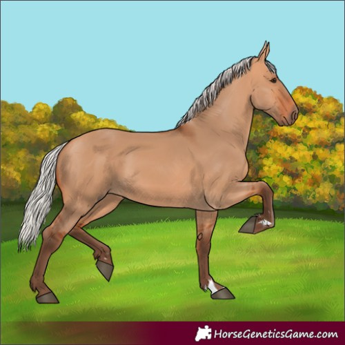 Horse Color:Silver Bay Dun Rabicano 