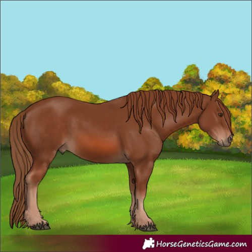 Horse Color:Chestnut 