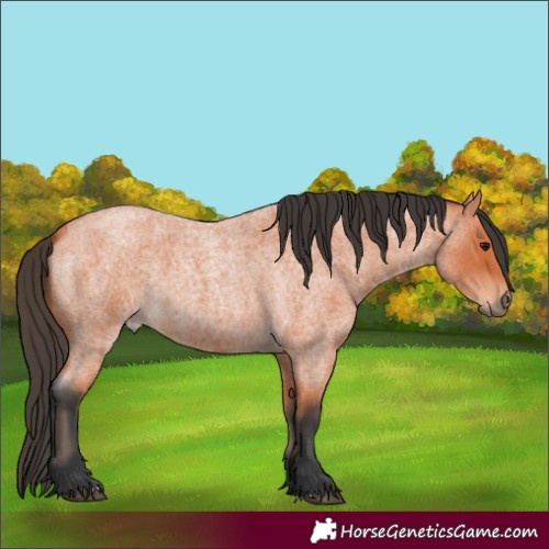 Horse Color:Bay Roan 