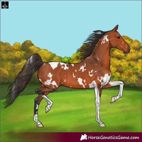 Horse Color:White Spotted Bay Tobiano 