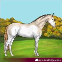 Horse Color:Red Dun Roan Splash Frame Rabicano 