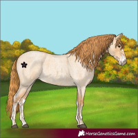 Horse Color:Red Dun Roan and Red Dun Roan