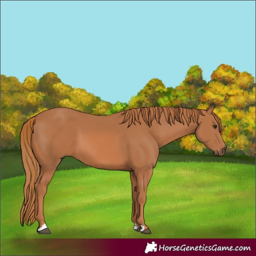 Horse Color:Chestnut 