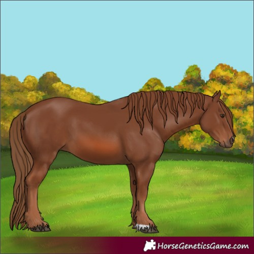 Horse Color:Chestnut 