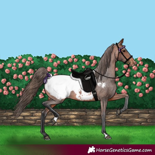 Horse Color:Bay Appaloosa 