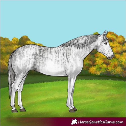 Horse Color:Gray White Spotted Black  and Gray White Spotted Silver Black 