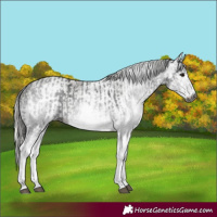 Horse Color:Gray White Spotted Black  and Gray White Spotted Silver Black 