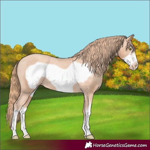 Horse Color:Gold Champagne Sabino Frame Appaloosa 