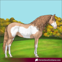 Horse Color:Gold Champagne Sabino Frame Varnish