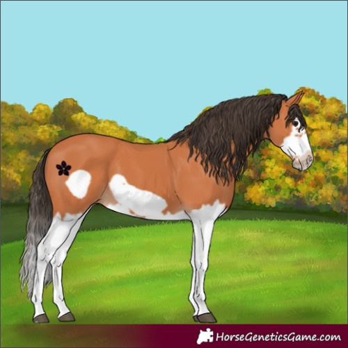 Horse Color:Bay Splash Frame 
