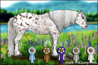 Horse Color:Silver Brown Appaloosa