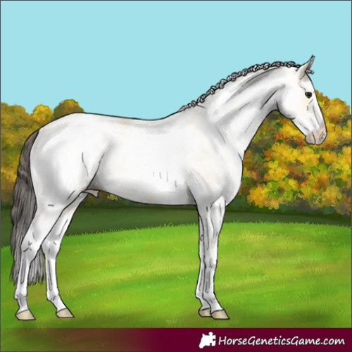 Horse Color:White Spotted Buckskin Rabicano