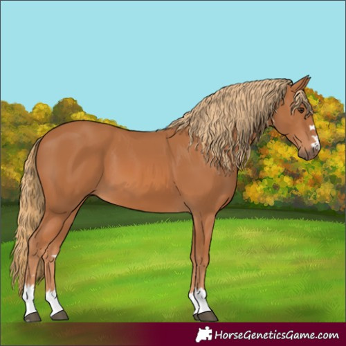 Horse Color:Chestnut 