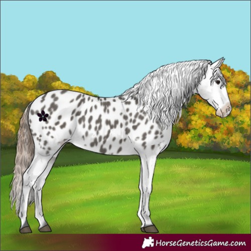 Horse Color:Grullo Blanket 