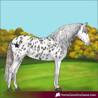 Horse Color:Grullo Appaloosa 
