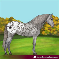 Horse Color:Grullo Appaloosa 