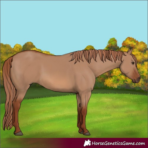 Horse Color:Red Dun 