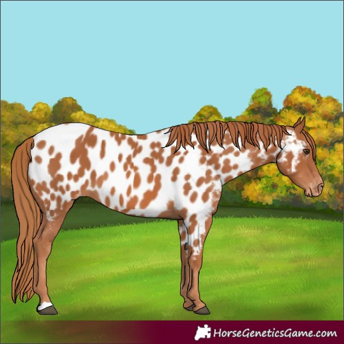Horse Color:Chestnut Near Leopard 