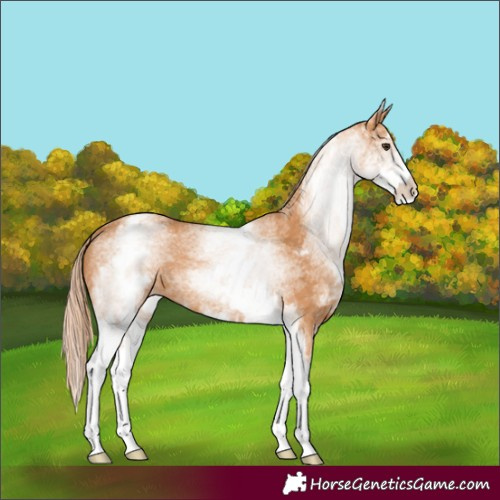 Horse Color:White Spotted Chestnut Appaloosa