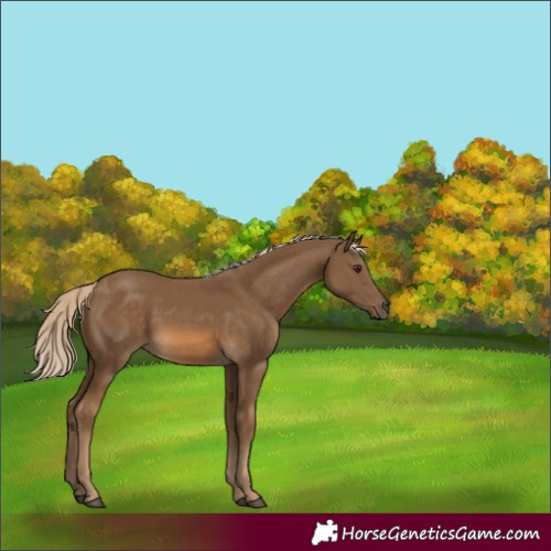 Horse Color:Chocolate Palomino 