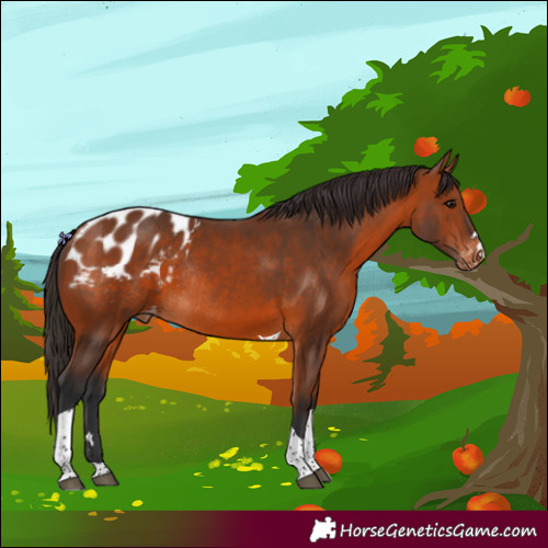 Horse Color:Bay Tobiano Blanket Rabicano 