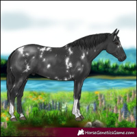 Horse Color:White Spotted Black Tobiano 