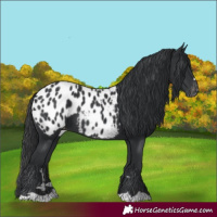 Horse Color:Black Appaloosa 