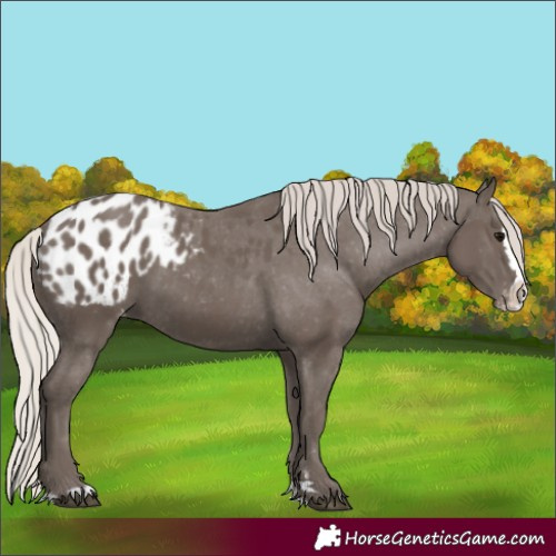 Horse Color:Silver Black Splash Blanket 