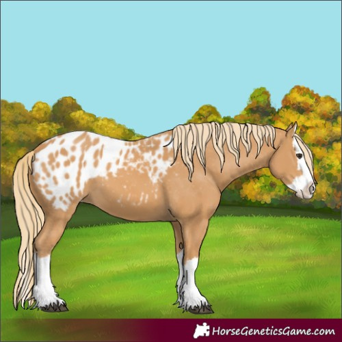 Horse Color:Chestnut Splash Appaloosa 