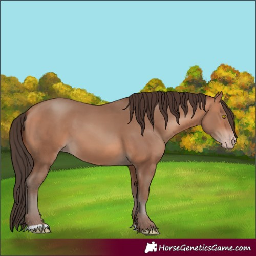 Horse Color:Amber Champagne 