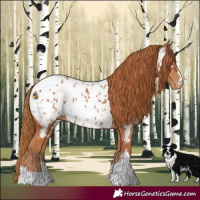 Horse Color:Chestnut Appaloosa