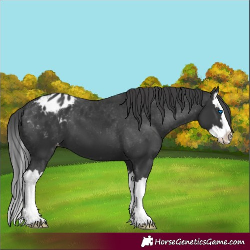Horse Color:Black Splash Appaloosa 