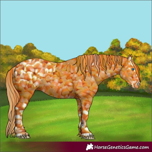 Horse Color:Chestnut Splash Appaloosa 