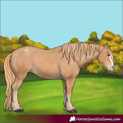 Horse Color:Chestnut Splash Varnish 