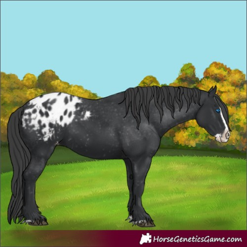 Horse Color:Black Splash Appaloosa 
