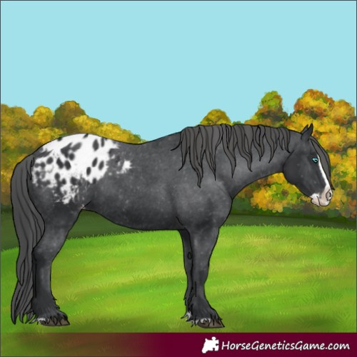 Horse Color:Black Splash Blanket