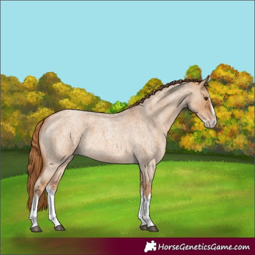 Horse Color:Red Dun Roan Splash Frame Rabicano 
