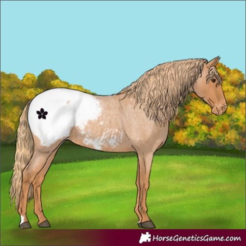 Horse Color:Red Roan Appaloosa 