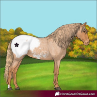 Horse Color:Red Roan Appaloosa 
