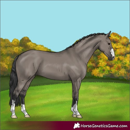 Horse Color:Grullo 