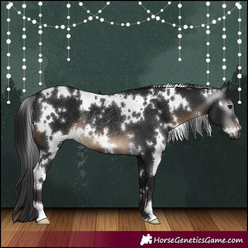 Horse Color:Gray White Spotted Brown Rabicano 